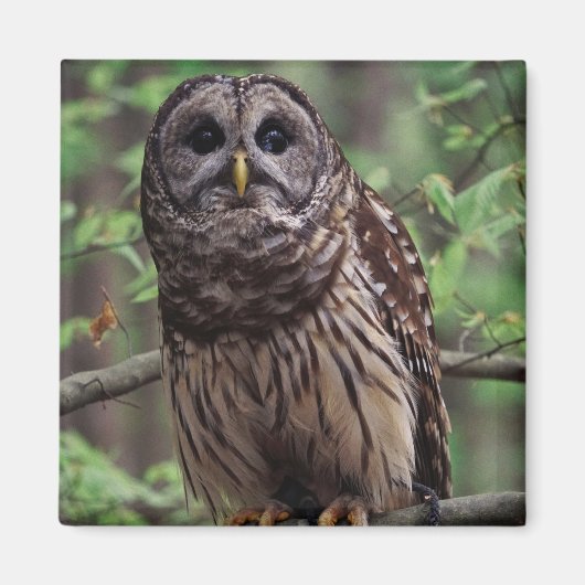 Barred Owl Magneet (Voorkant)