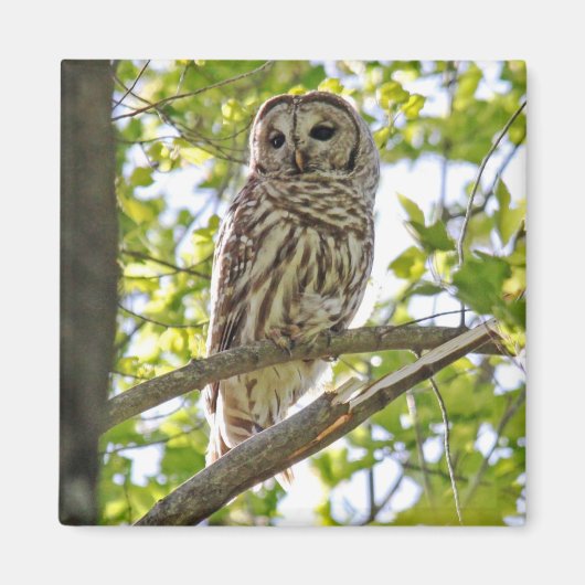 Barred Owl Magneet (Voorkant)