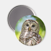Barred Owl Magneet (Voorkant / Achterkant)