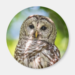 Barred Owl Magneet