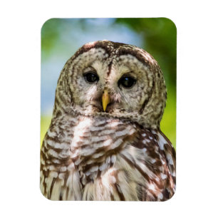 Barred Owl Magneet