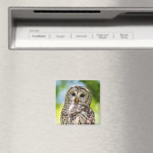 Barred Owl Magneet (Insitu (Vaatwasser))