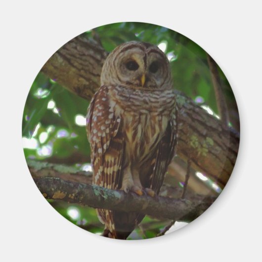 Barred Owl Magnet Magneet (Voorkant)