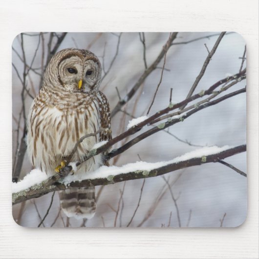 Barred Owl met lichte sneeuwval Muismat (Voorkant)