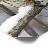 Barred Owl met lichte sneeuwval Poster (Hoek)