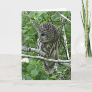 Barred Owl met Neck Feathers gefluffeld Kaart