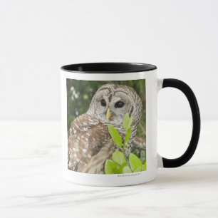 Barred Owl Mok
