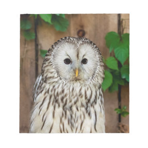 Barred Owl Notitieblok