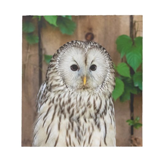 Barred Owl Notitieblok (Voorkant)
