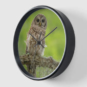 Barred Owl op boomarm (Hoek)