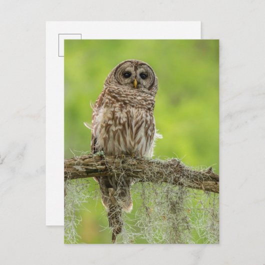 Barred Owl op boomarm Briefkaart (Voorkant / Achterkant)