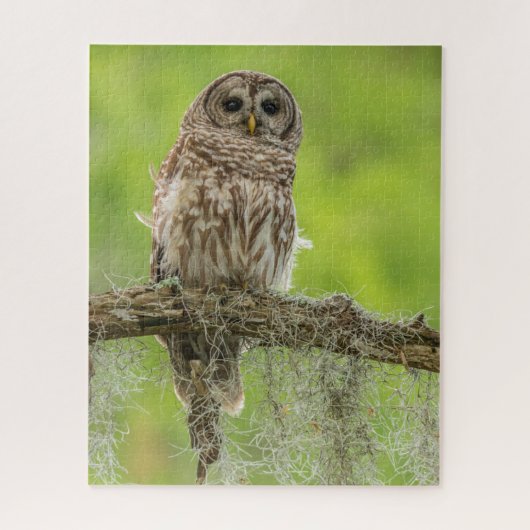 Barred Owl op boomarm Legpuzzel (Verticaal)