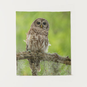 Barred Owl op boomarm Wandkleed