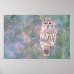 Barred Owl Pastel Oilschilderij Poster