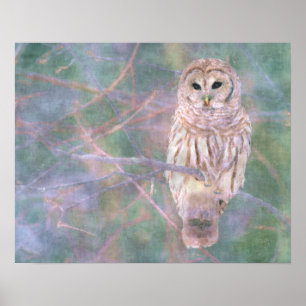 Barred Owl Pastel Oilschilderij Poster