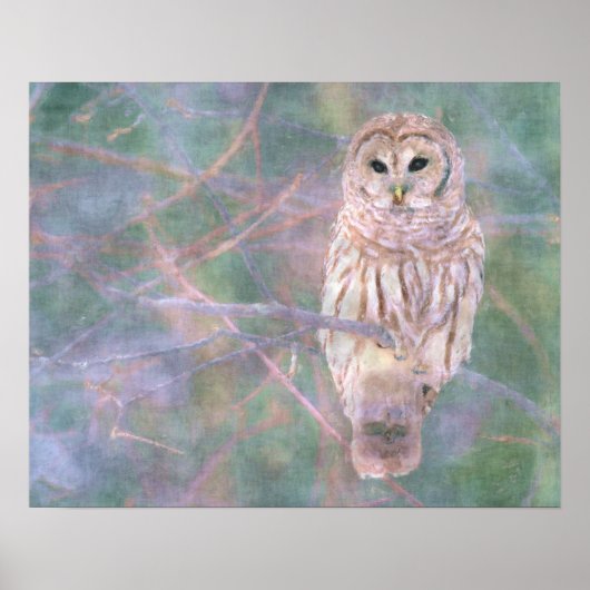 Barred Owl Pastel Oilschilderij Poster (Voorkant)
