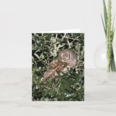 Barred Owl Photo Folded Note Kaart (Voorkant)