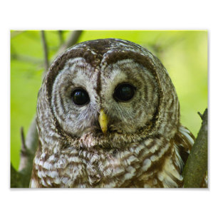 Barred Owl Portrait. Foto Afdruk