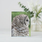 Barred Owl Portret Briefkaart (Staand voorkant)