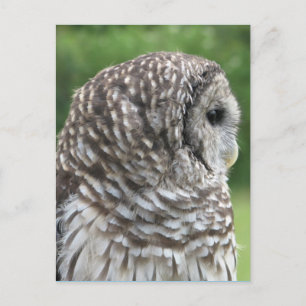 Barred Owl Portret Briefkaart