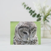 Barred Owl Portret Briefkaart (Staand voorkant)