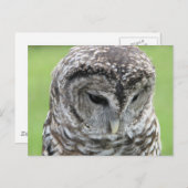 Barred Owl Portret Briefkaart (Voorkant / Achterkant)