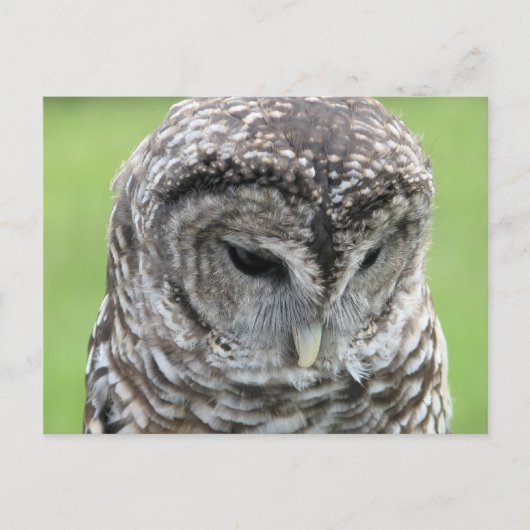 Barred Owl Portret Briefkaart (Voorkant)