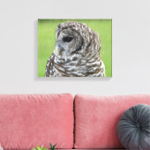 Barred Owl Portret Canvas Afdruk (Insitu (Woonkamer))
