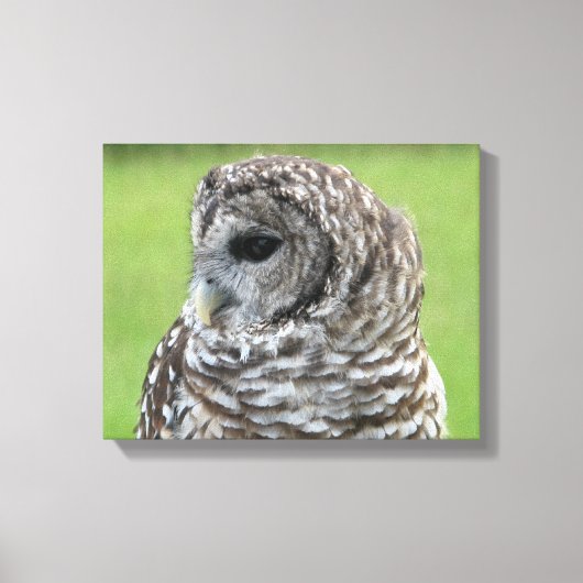 Barred Owl Portret Canvas Afdruk (Voorkant)