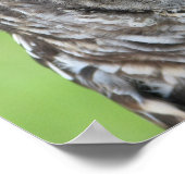 Barred Owl Portret Poster (Hoek)