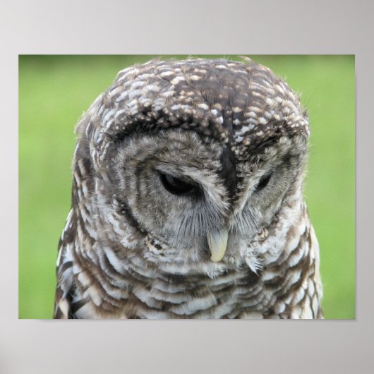 Barred Owl Portret Poster (Voorkant)