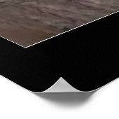 Barred Owl Poster (Hoek)