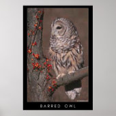 Barred Owl Poster (Voorkant)