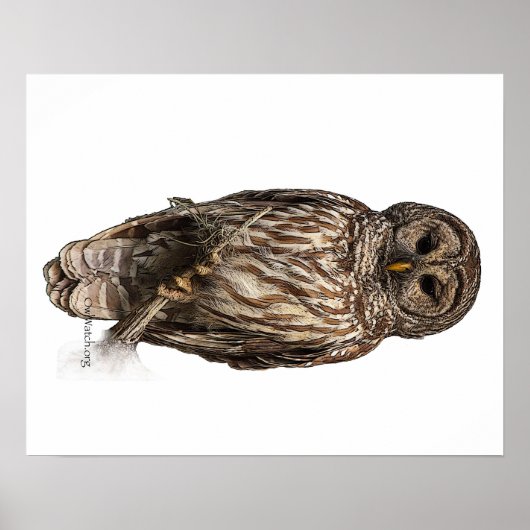 Barred Owl - poster (Voorkant)
