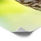 Barred Owl Poster (Hoek)