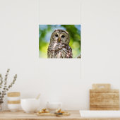 Barred Owl Poster (Keuken)
