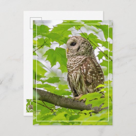 Barred Owl profiel Briefkaart (Voorkant / Achterkant)
