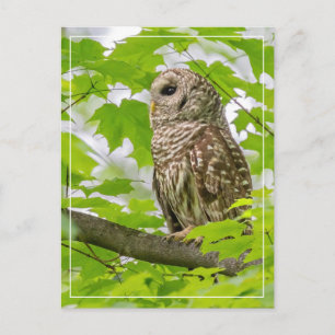 Barred Owl profiel Briefkaart