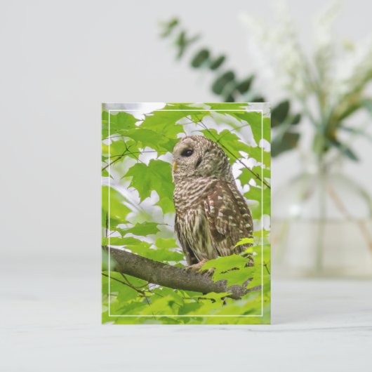 Barred Owl profiel Briefkaart (Staand voorkant)