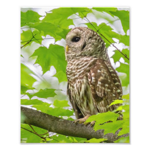 Barred Owl profiel Foto Afdruk