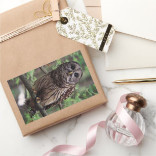 Barred Owl Rechthoekige Sticker