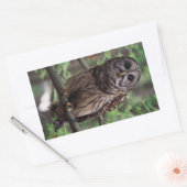 Barred Owl Rechthoekige Sticker (Envelop)