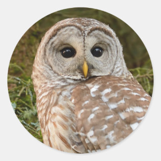 Barred Owl Ronde Sticker