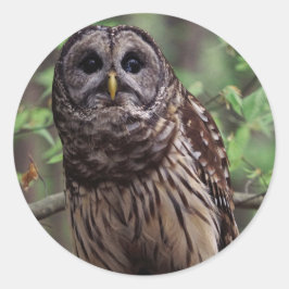 Barred Owl Ronde Sticker