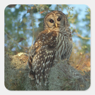 Barred Owl rookt in sommige Spaanse moss Vierkante Sticker
