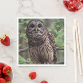 Barred Owl Servet (Insitu)