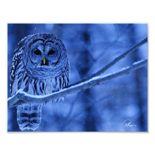 Barred Owl Snow Storm Foto Afdruk (Voorkant)