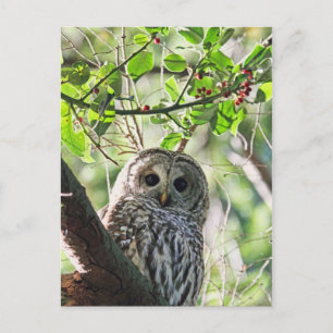 Barred Owl Staring Briefkaart