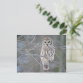 Barred Owl Strix Varia Briefkaart (Staand voorkant)