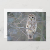 Barred Owl Strix Varia Briefkaart (Voorkant / Achterkant)